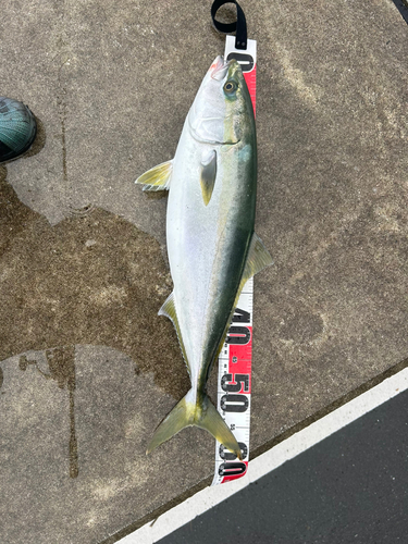 ハマチの釣果