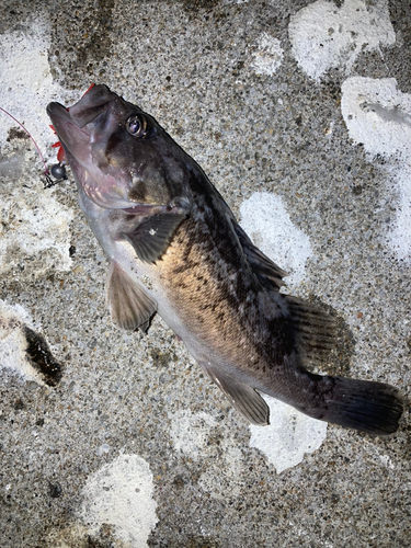 クロソイの釣果