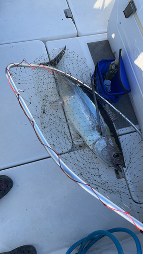 ビンチョウマグロの釣果