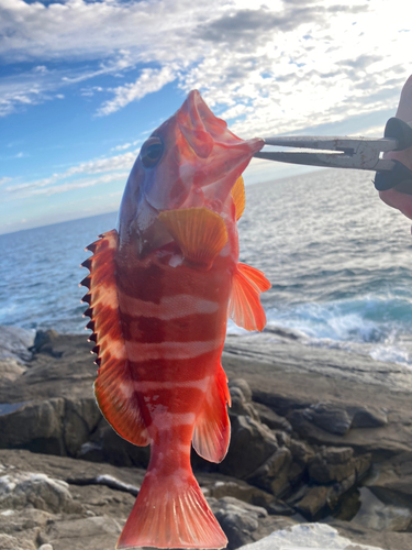 アカハタの釣果