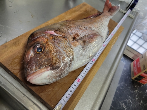 マダイの釣果