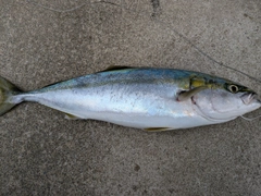 イナダの釣果