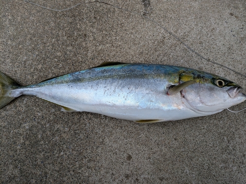 イナダの釣果