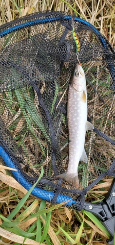 アメマスの釣果