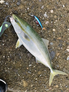 ツバスの釣果