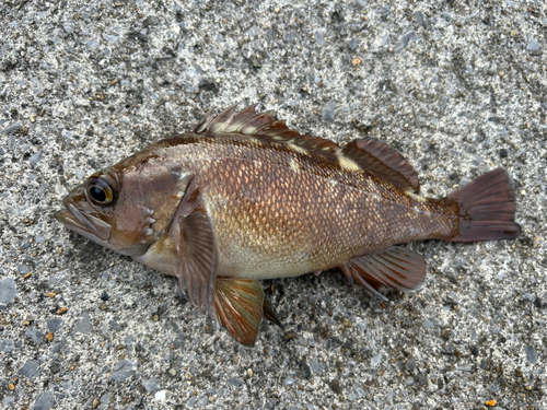 エゾメバルの釣果