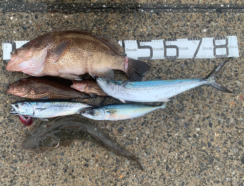 オオモンハタの釣果