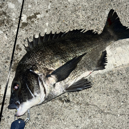 チヌの釣果