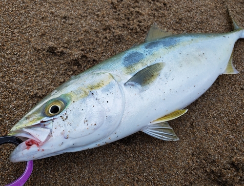 ツバスの釣果