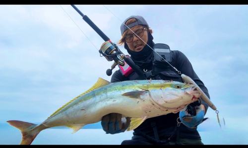 ブリの釣果