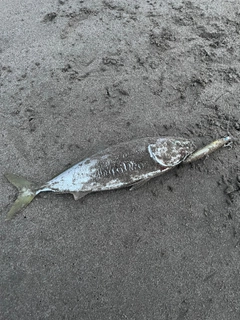 イナダの釣果