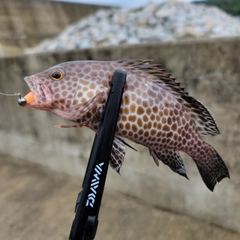 オオモンハタの釣果