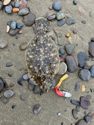 ソゲの釣果