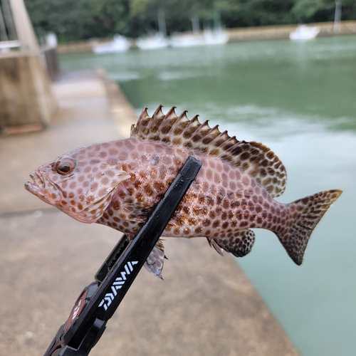 オオモンハタの釣果