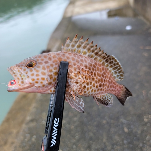 オオモンハタの釣果