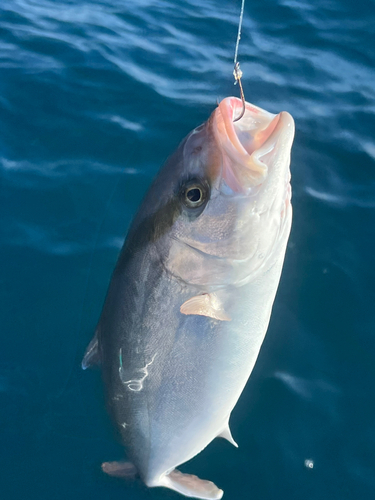 カンパチの釣果