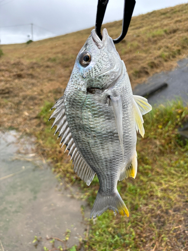 キビレの釣果