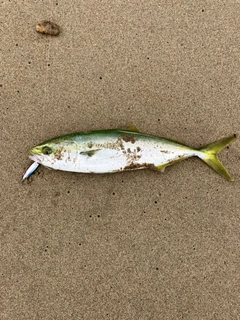 ワカシの釣果