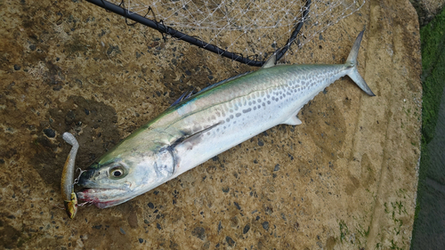 サワラの釣果