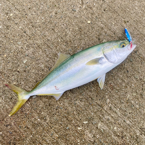 ハマチの釣果