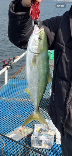 イナダの釣果