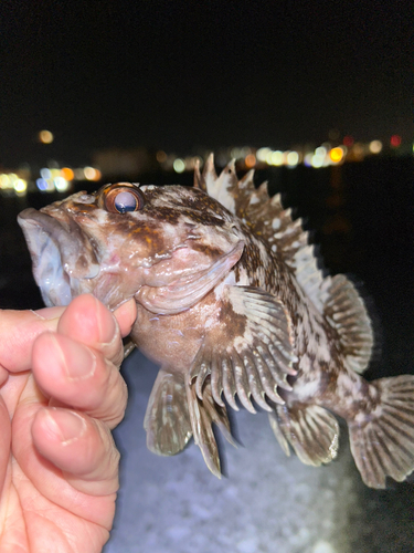 オウゴンムラソイの釣果