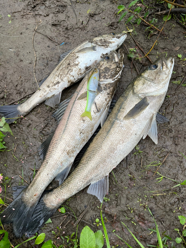 シーバスの釣果