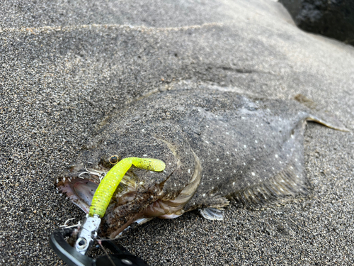 ヒラメの釣果