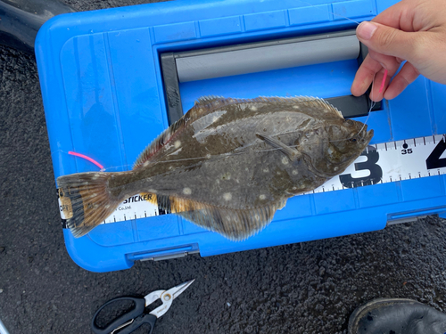 カレイの釣果