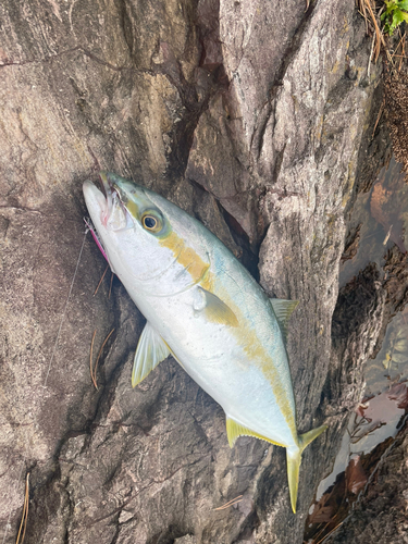 ヒラマサの釣果