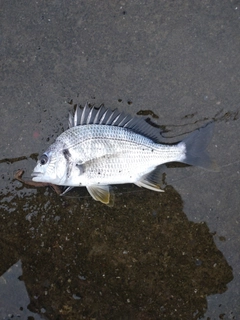 キビレの釣果