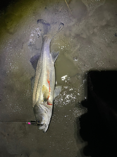 シーバスの釣果