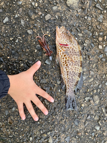 オオモンハタの釣果