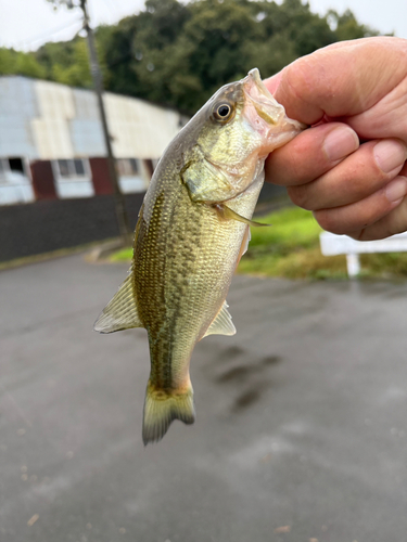 ラージマウスバスの釣果