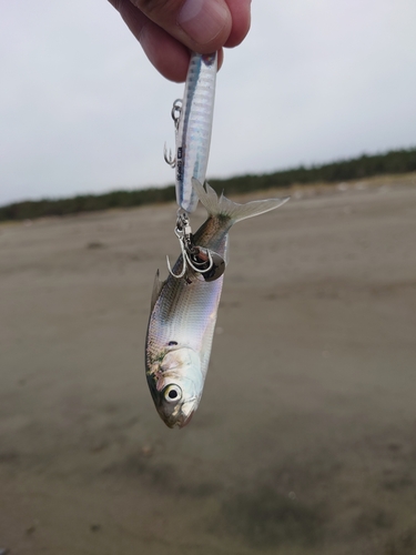 コハダの釣果