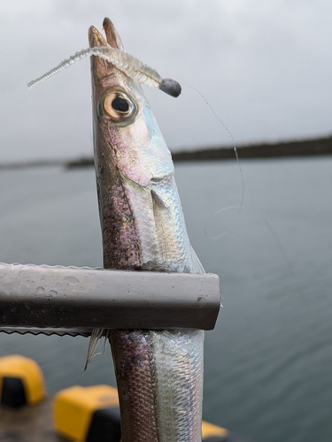 カマスの釣果