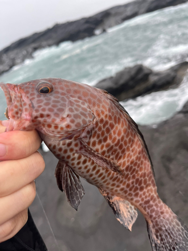 オオモンハタの釣果