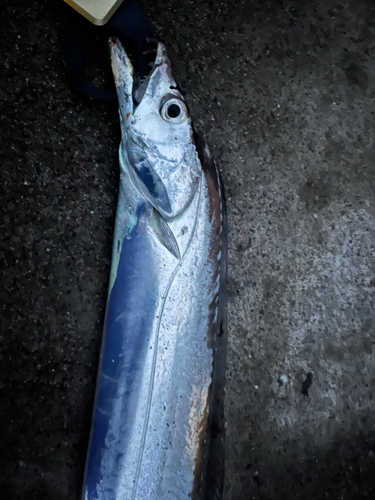 タチウオの釣果