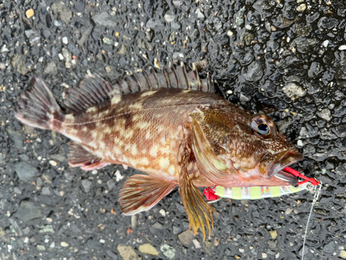 カサゴの釣果