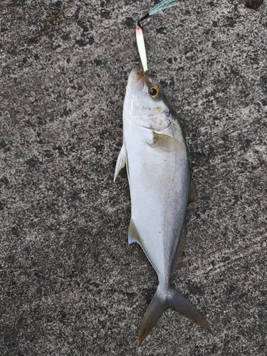 カンパチの釣果