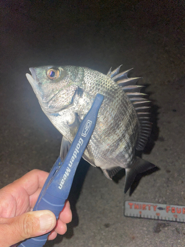 クロダイの釣果