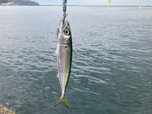 サバの釣果