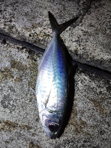 メアジの釣果