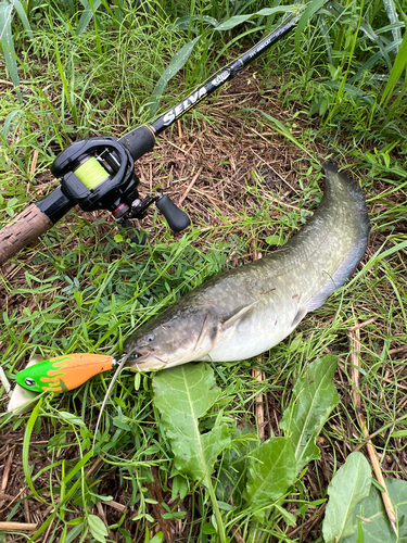 ナマズの釣果