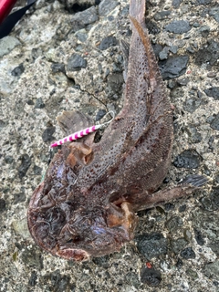 トウベツカジカの釣果