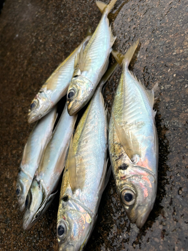 アジの釣果