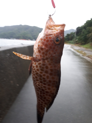 オオモンハタの釣果