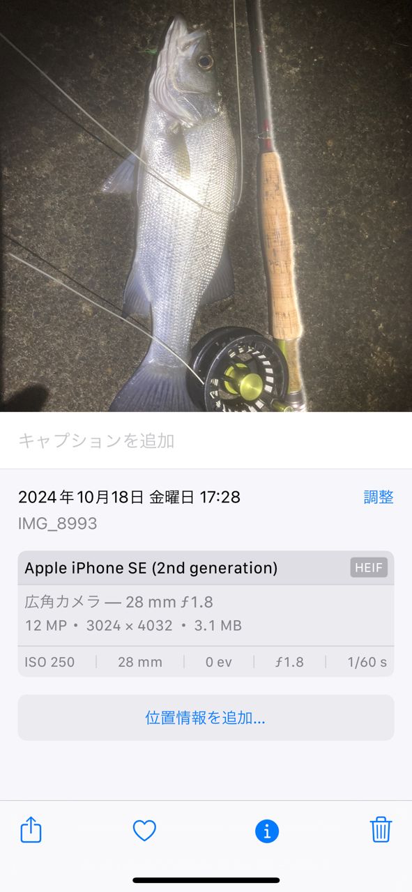 セイゴ（ヒラスズキ）