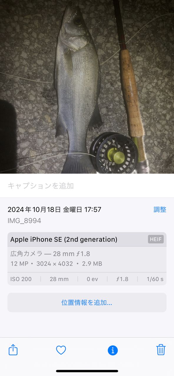 セイゴ（ヒラスズキ）