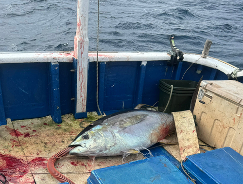 キハダマグロの釣果